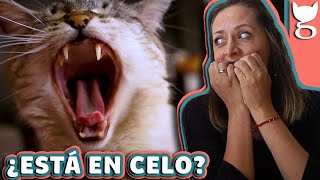 CÓMO CALMAR A UNA GATA EN CELO 🙀 LA GATERÍA TV [upl. by Grubb398]