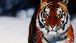 Siberian Tiger Sound  Nature [upl. by Llatsyrc]