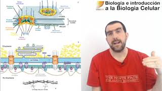 53 Biología celular Estructura del núcleo [upl. by Schach453]