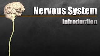 The Nervous System In 9 Minutes [upl. by Ssecnirp]