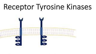 Receptor Tyrosine Kinases  RTK [upl. by Pease212]