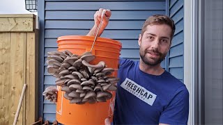 Grow Mushrooms at Home In A 5 Gallon Bucket Easy  No Sterilization [upl. by Liman]