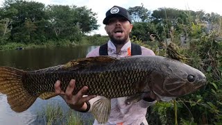 INACREDITÁVEL PESCA DE TRAÍRÕES NO RIO GUAPORÉ [upl. by Kunin]