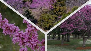 Redbud Trees in the Landscape [upl. by Miharba918]