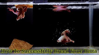 Betta Fish Breeding Step By Step  How To Breed Betta Fish [upl. by Ahseiyn]