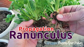 Growing Ranunculus – Propagation amp Transplanting Of Persian Buttercups [upl. by Lati]