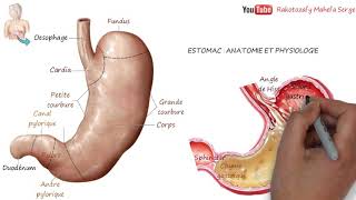 ESTOMAC  ANATOMIE ET PHYSIOLOGIE DIGESTION [upl. by Otrevire]