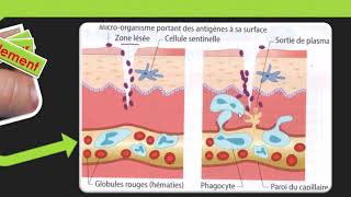 SVT cycle 4  Les défenses immunitaires [upl. by Ytsirhk]