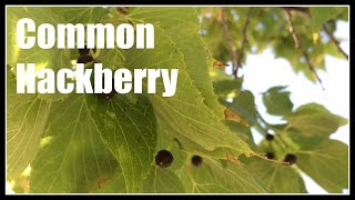 Common Hackberry Celtis occidentalis Overview  Ninja Gardening  Episode 49 [upl. by Anilejna]