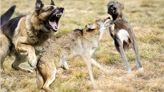 German Shepherd saves its friend from a Coyote [upl. by Fadiman]