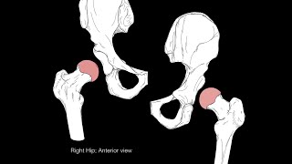 Hip joint structure and actions [upl. by Rehptosirhc]