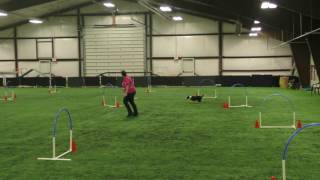 Nargles Hoopers Yellowstone Dog Sports Trial [upl. by Edrahc579]