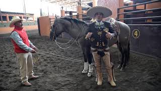 Tutorial Como alagratar tu caballo por Alejandro Goñi RojoParte 4 [upl. by Ticon]