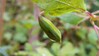 Exploding Seed Pod  Slow Motion [upl. by Aisirtap]