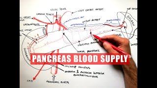 PANCREAS Blood Supply  Anatomy Tutorial [upl. by Douty433]