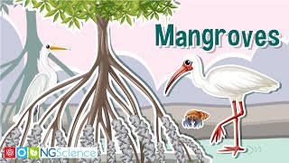 Mangroves – Guardians of the Coast [upl. by Daigle548]