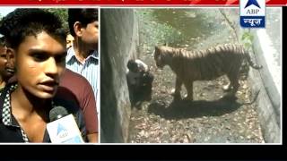 Witness narrates the whole incident of Delhi zoo says youth slipped and fell into its enclosure [upl. by Arataj629]