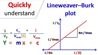 Lineweaver Burk plot [upl. by Dorehs]