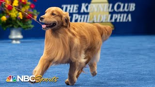 National Dog Show 2019 Best in Show Full Judging  NBC Sports [upl. by Avra]