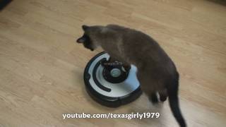 Cat shows HOW TO use iRobot Roomba Vacuum [upl. by Sirtaeb680]