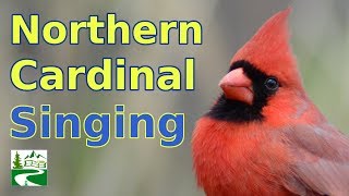 Cardinal Singing amp Call Sounds [upl. by Babbie]