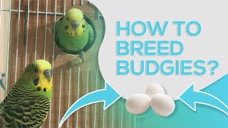 HOW TO BREED BUDGIES  10 STEPS FOR SUCCESSFUL BREEDING [upl. by Tat658]