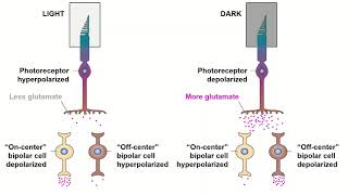 Receptive Fields and ONOFF Center Bipolar Cells [upl. by Obadias488]