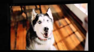 Purina Petfood Commercial Starring Mishka the Talking Husky [upl. by Allin792]