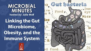 Linking the Gut Microbiome Obesity and the Immune System [upl. by Haiacim]