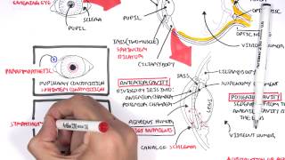 Anatomy  Eye Overview [upl. by Nyar]