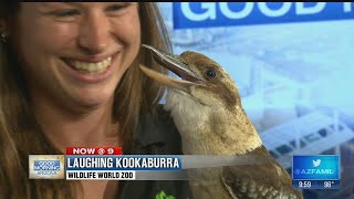 Meet the Laughing Kookaburra [upl. by Elbertine]