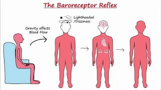 Baroreceptor Reflex [upl. by Moses]