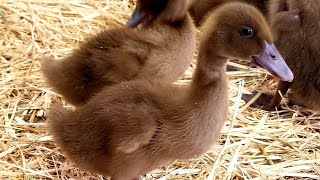 The Beginners Guide To Raising Ducklings Days 114 [upl. by Lanna]