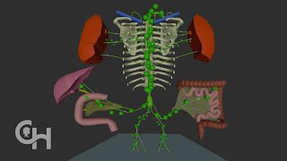 Normal Lymphatic Anatomy and Flow [upl. by Fredi]