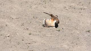 Killdeer broken wing act [upl. by Hnirt221]