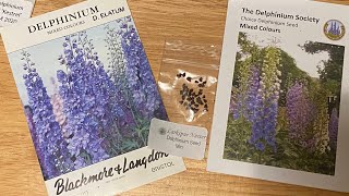 Starting Delphiniums From Seed [upl. by Leonelle]