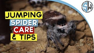 Jumping spider care and tips [upl. by Karry]