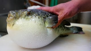 Japanese Street Food  LIVE FUGU PUFFERFISH Puffer Fish Japan [upl. by Eenet]