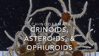 Echinodermata crinoids asteroids amp ophiuroids [upl. by Chabot519]