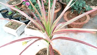 Dracaena Marginata Care and repotting [upl. by Ahsinyar]