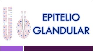 TEJIDO EPITELIAL Epitelio Glandular [upl. by Ruth796]