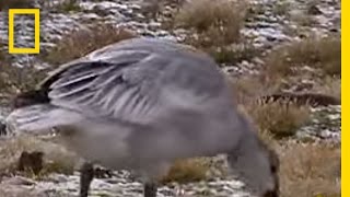 Snow Goose  National Geographic [upl. by Ciccia]