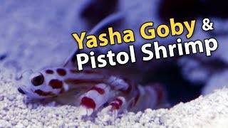 Yasha Goby and Candy Stripe Pistol Shrimps Symbiotic Relationship [upl. by Conners]