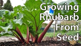 How to Grow Rhubarb from Seed for Productive Plants [upl. by Philipp]