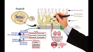 Pharmacology – ANTIFUNGAL DRUGS MADE EASY [upl. by Hamian463]