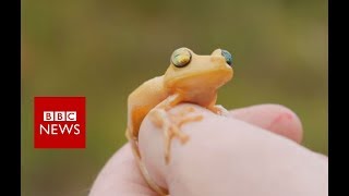 Full Documentary Amazon Explorers  BBC News [upl. by Akcimahs360]