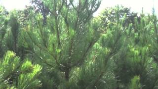 Loblolly Pine Trees [upl. by Areivax831]