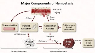 Hemostasis Lesson 1  An Introduction [upl. by Roi]