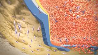 3D modeling  Root tooth development [upl. by Cavanaugh631]