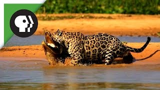 Jaguar Attacks Caiman Crocodile [upl. by Syverson]